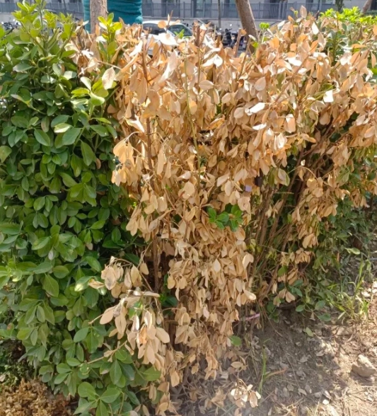 樹木枯萎解決方法