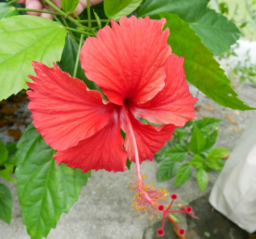 紅色花植物種類