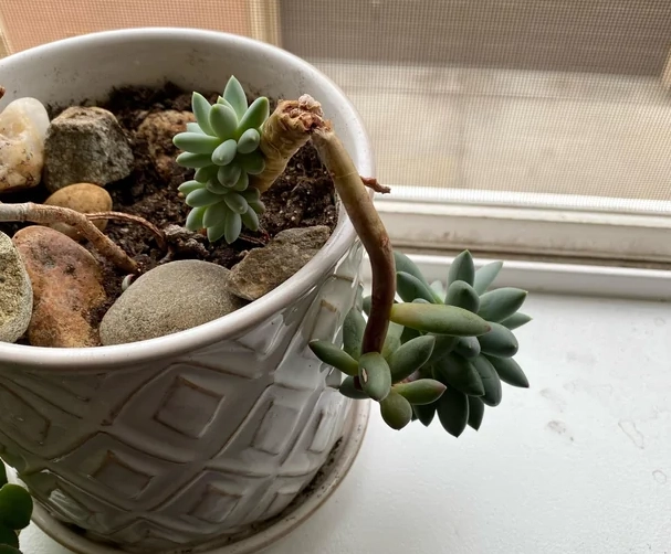 多肉倒了原因 多肉倒了原因