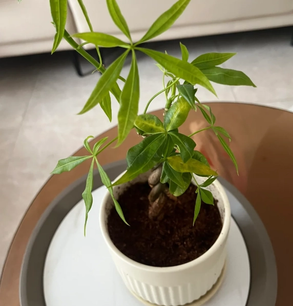 發財樹澆水過多