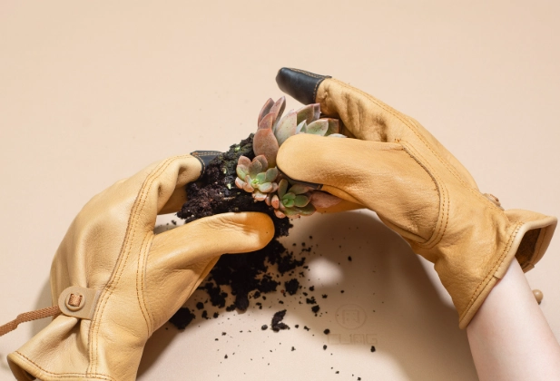 多肉植物換盆時機 多肉植物換盆時機