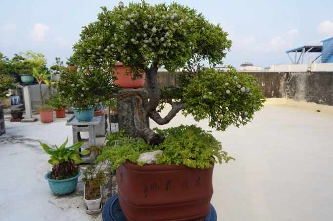 真柏樹修剪方法