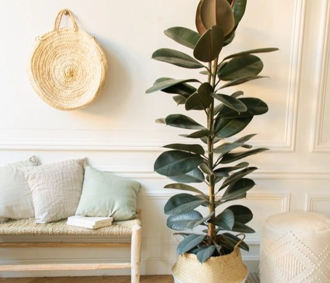 大型室內植物推薦 大型室內植物推薦