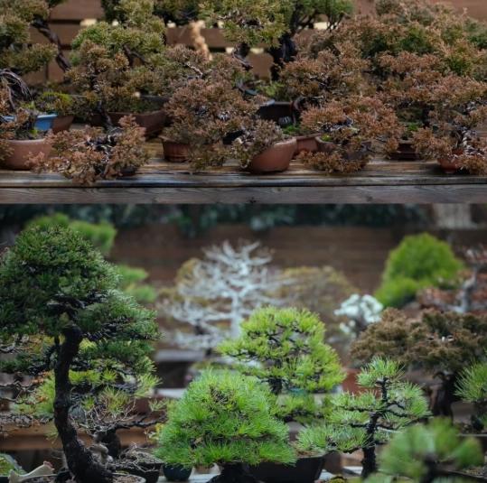 真柏休眠管理 真柏休眠管理