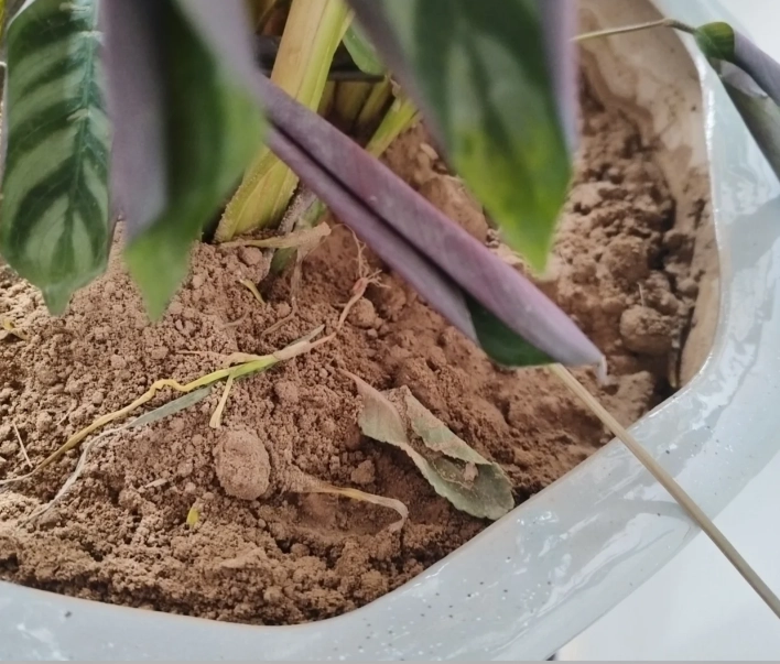 葉子捲曲處理 葉子捲曲處理