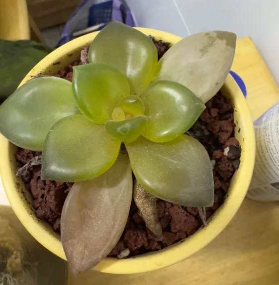 多肉植物透明葉片處理