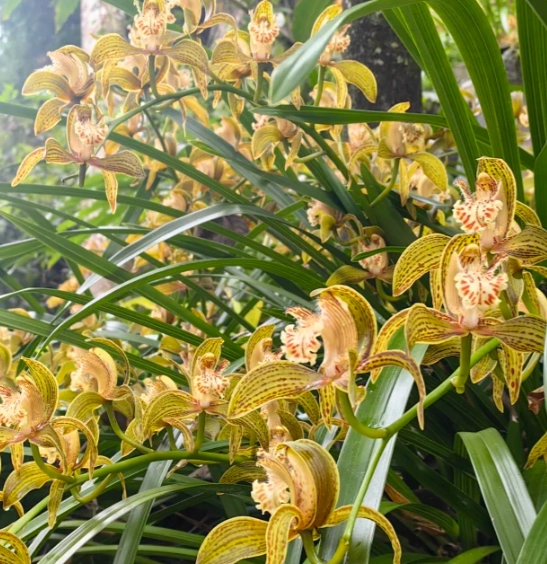 虎尾蘭開花條件