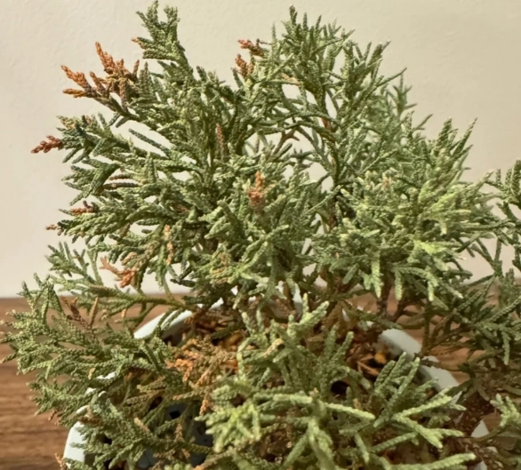 真柏病虫害處理 真柏病虫害處理