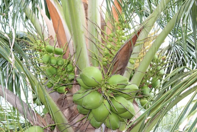 椰樹根系類型 椰樹根系類型