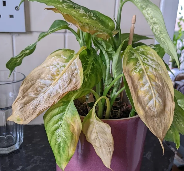 黛粉葉養護方法