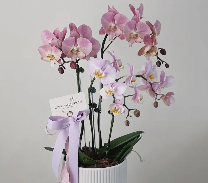 蝴蝶蘭養護方法 蝴蝶蘭養護方法