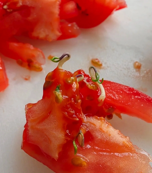 番茄發芽食用安全 番茄發芽食用安全