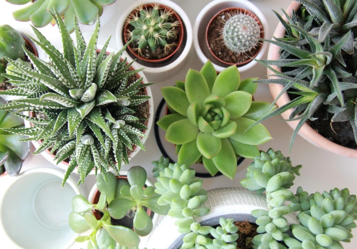 多肉植物養護方法