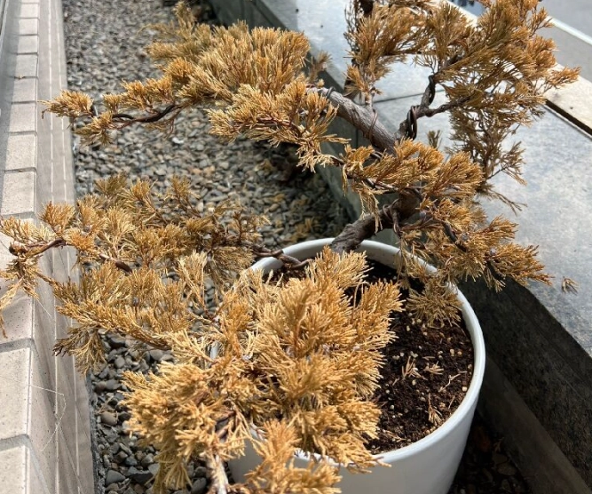 柏樹葉子變黃處理