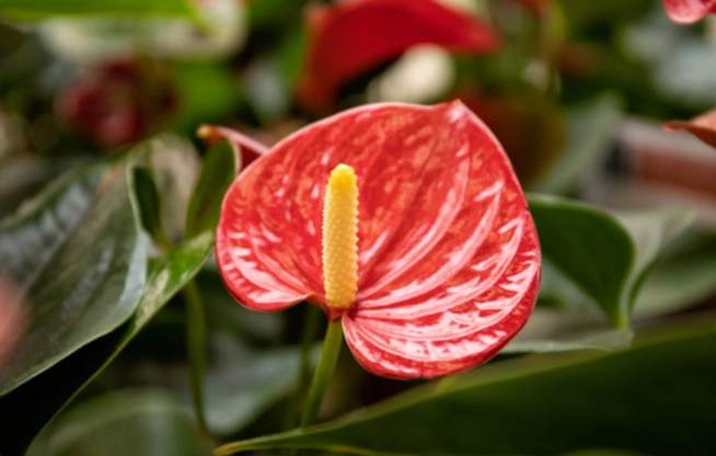 紅色植物種類 紅色植物種類