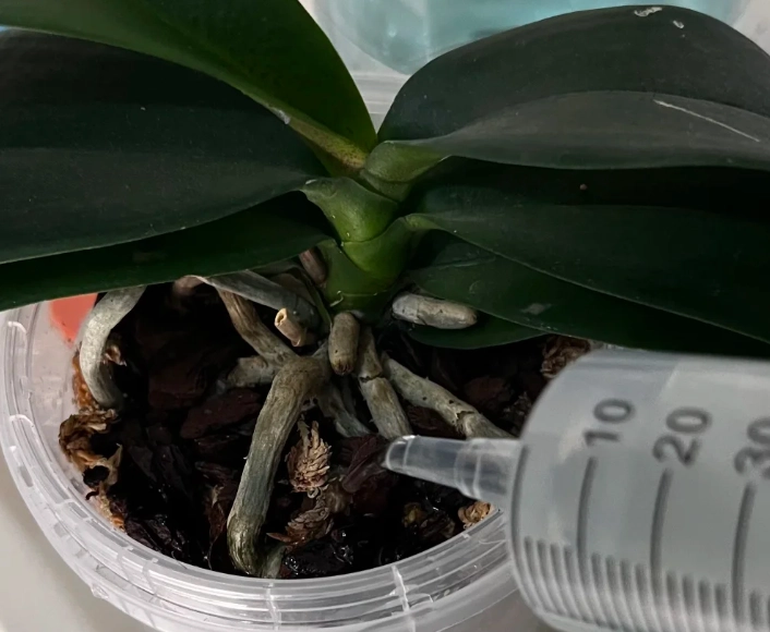 蘭花盆栽澆水方法 蘭花盆栽澆水方法