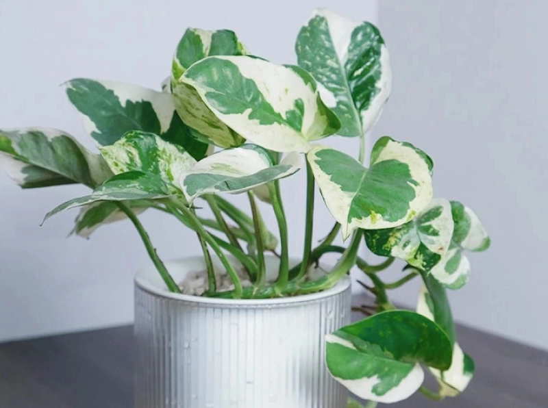 低光照植物照顧