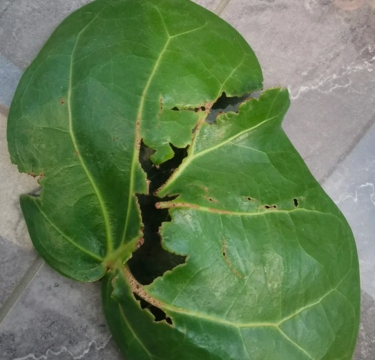 海葡萄叶子受损