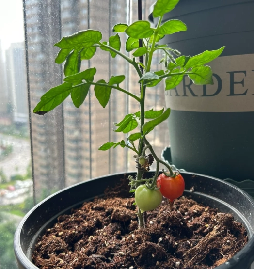 番茄長不大原因 番茄長不大原因