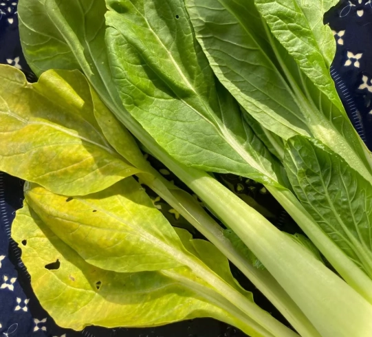 菜心變黃原因 菜心變黃原因