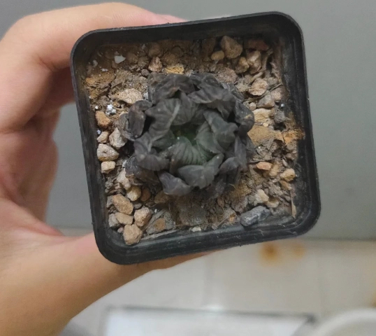 多肉植物乾癟原因 多肉植物乾癟原因