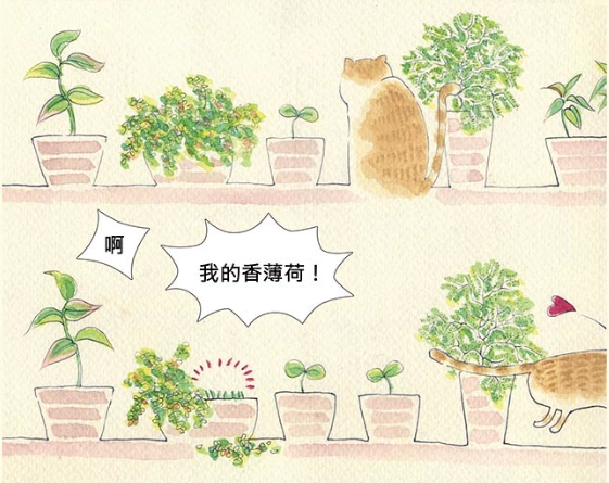 貓安全植物 貓安全植物