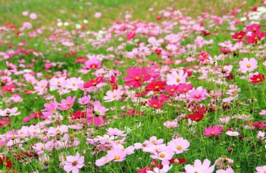 花卉象徵意義 花卉象徵意義