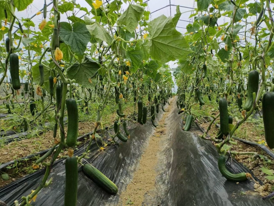 小黃瓜栽培方法 小黃瓜栽培方法