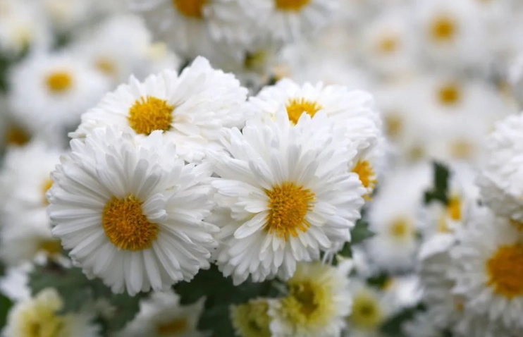 滁菊花功效 滁菊花功效