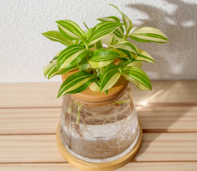 水耕農業 水耕農業