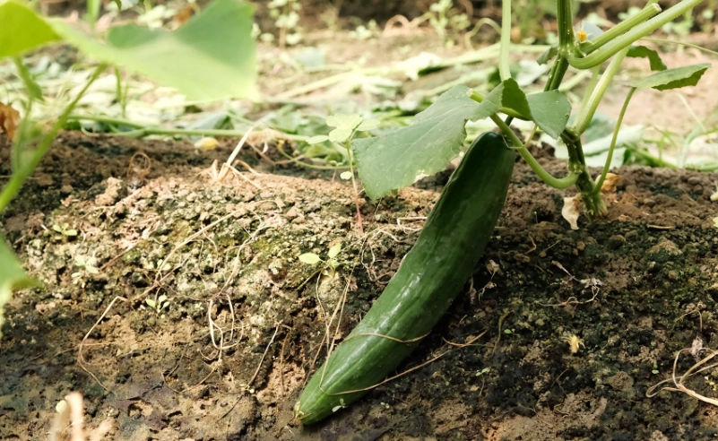 小黃瓜生長階段