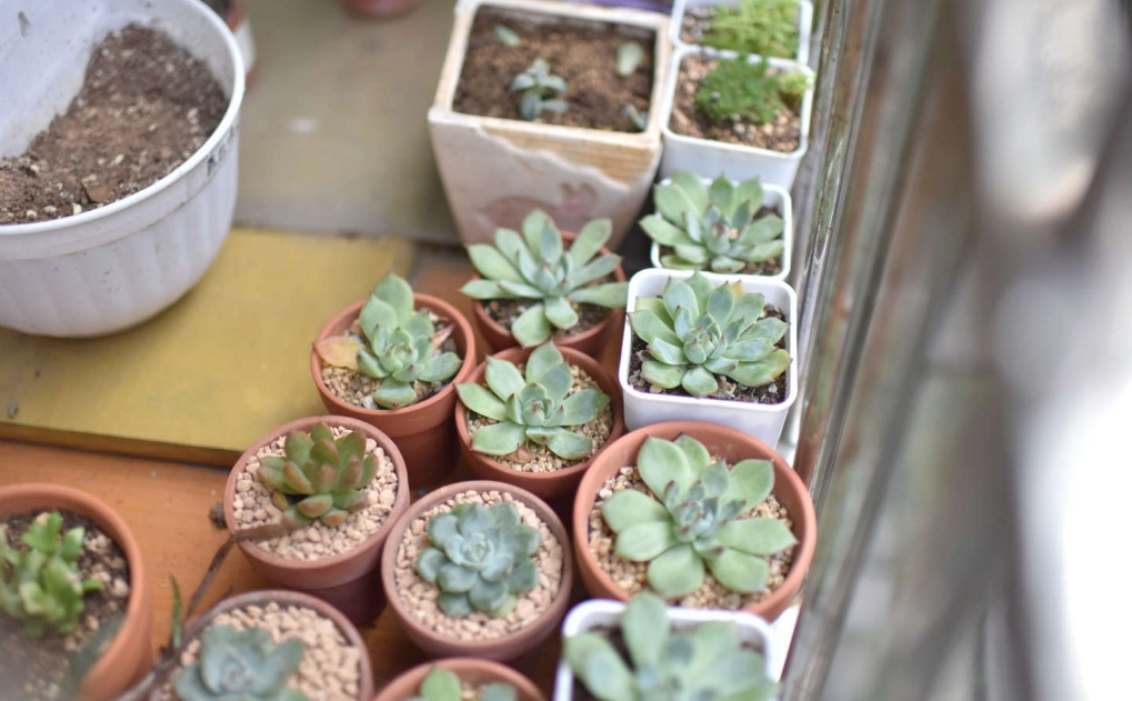 多肉換盆舊土處理