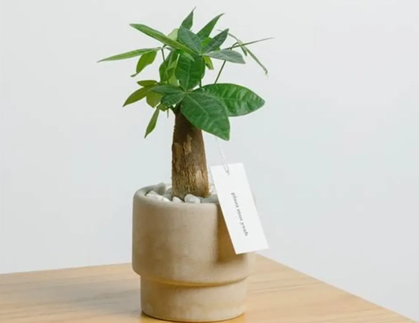 發財樹室內養護 發財樹室內養護