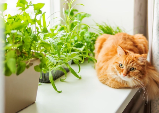 貓咪安全室內植物