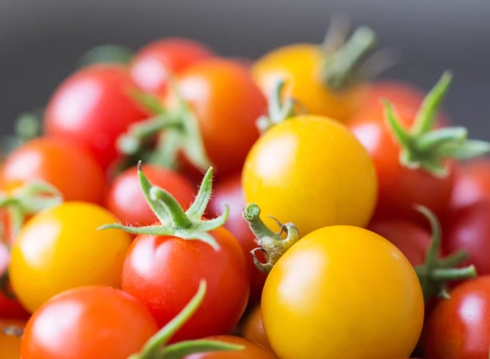 小番茄密度管理