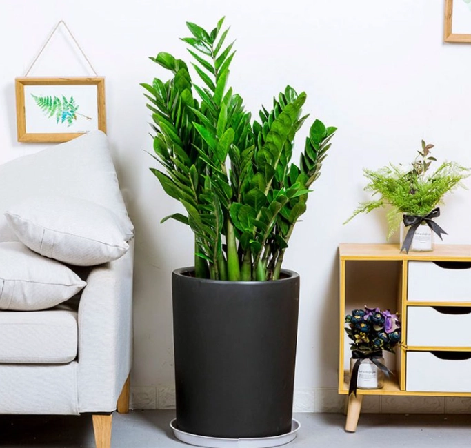 金錢樹室外養護 金錢樹室外養護