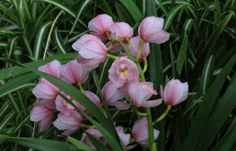 祝福花卉 祝福花卉