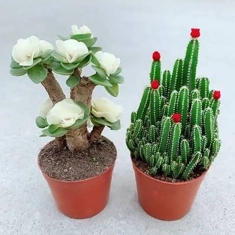 金錢樹養護方法 金錢樹養護方法