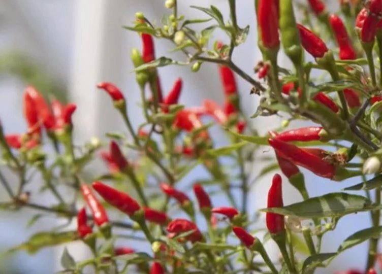 辣椒盆栽種植方法