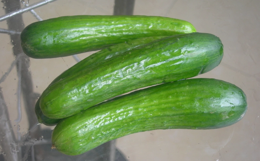 小黃瓜栽培間距 小黃瓜栽培間距