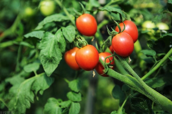 番茄種植方法