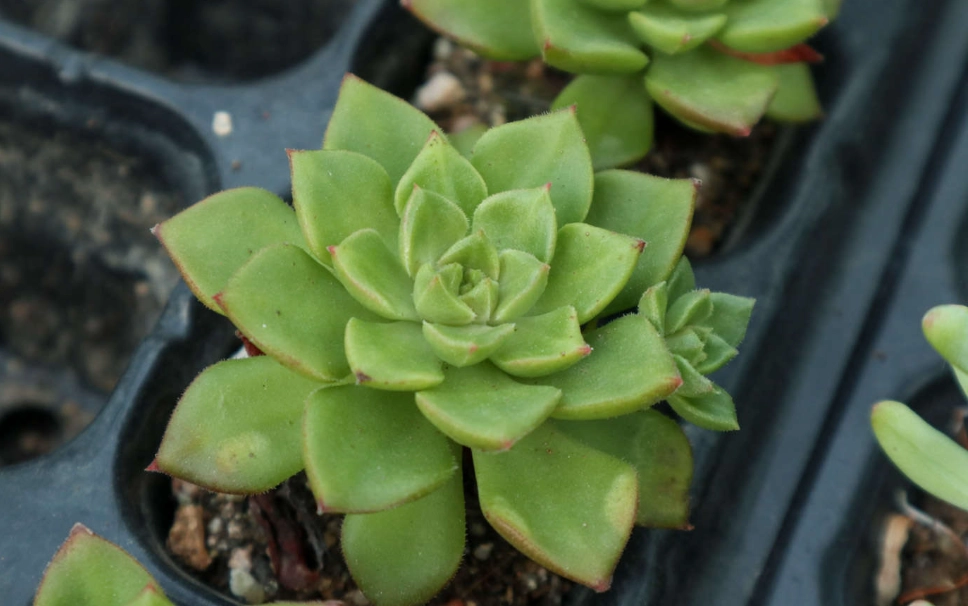 多肉曬太陽方法