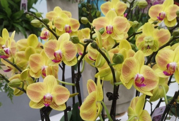 蘭花復花秘訣 蘭花復花秘訣