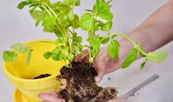 換盆後澆水方法