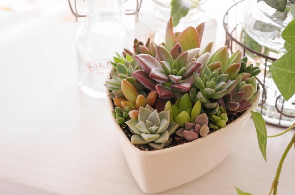 多肉植物照顧 多肉植物照顧