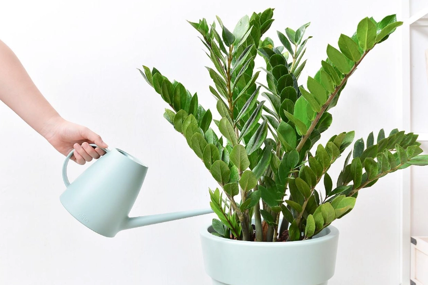 金錢樹養護 金錢樹養護