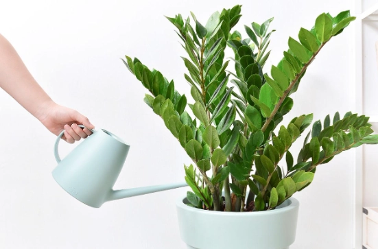 金錢樹變軟原因