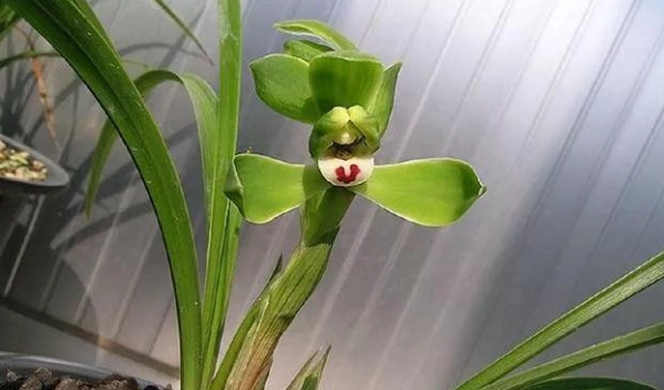 蘭花養護技巧 蘭花養護技巧
