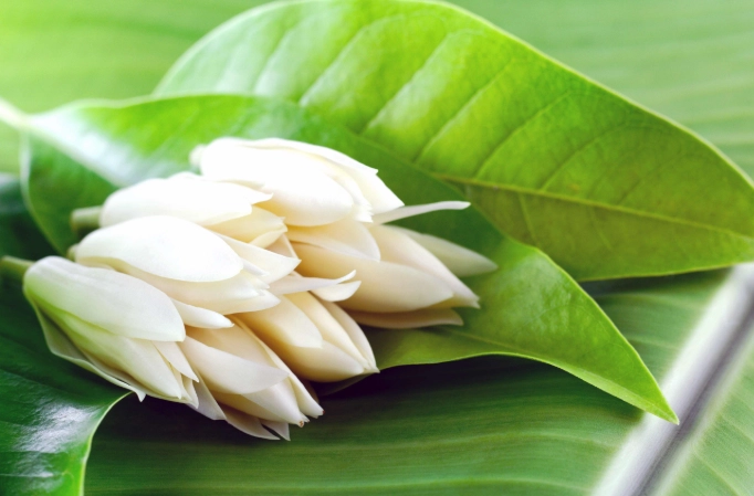 狗玉蘭花中毒 狗玉蘭花中毒