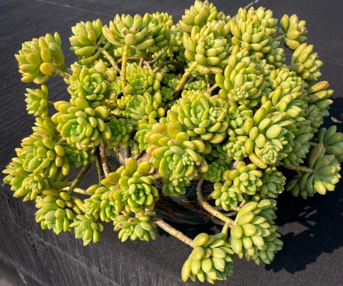 多肉植物換盆步驟